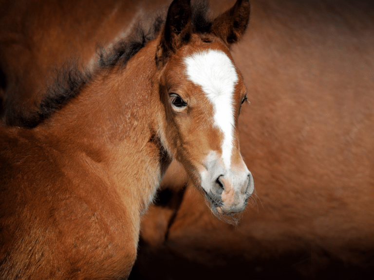 Paard met veulen van een paardenfokkerij