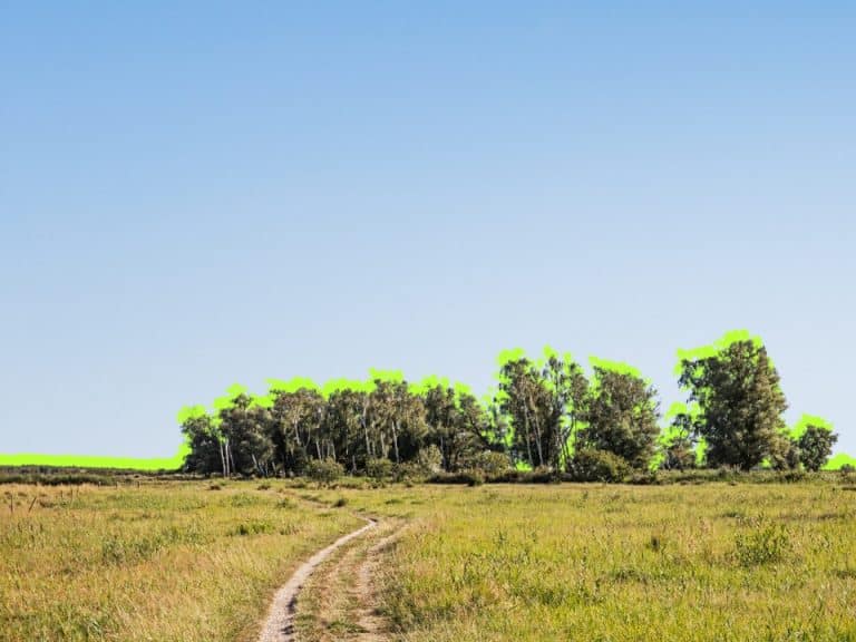 Het-stikstofmoeras-en-de-geitenpaadjes-Hooglander-Rico-Ligtvoet-2